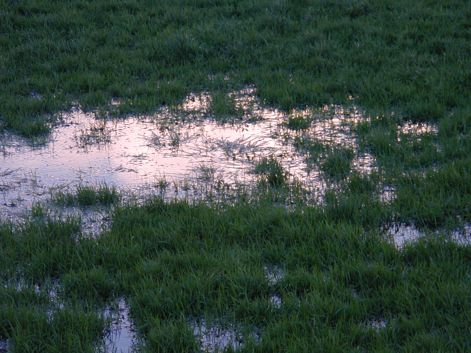 Image*After : photos : swamp mud muddy water reflection swampy grass growing