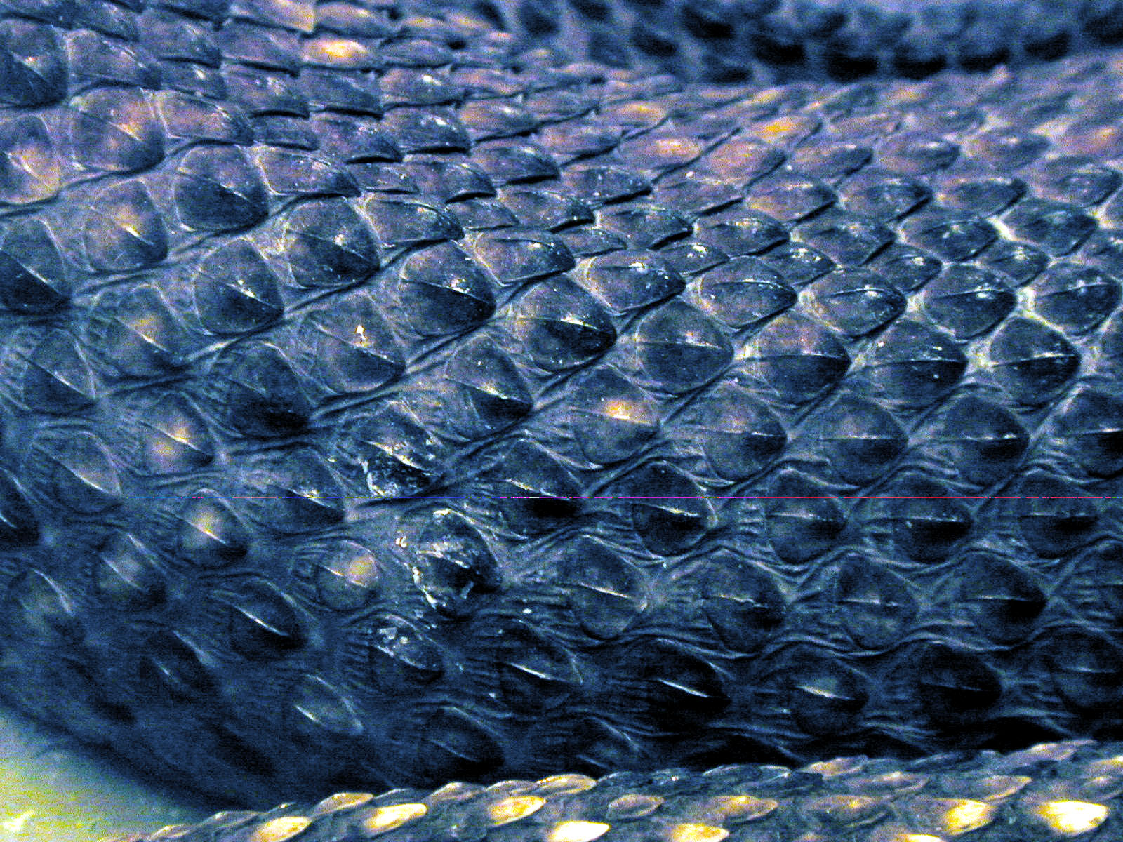Snake Skin Wallpapers, Snake Skin Patterns Backgrounds, Snake Skin Textures