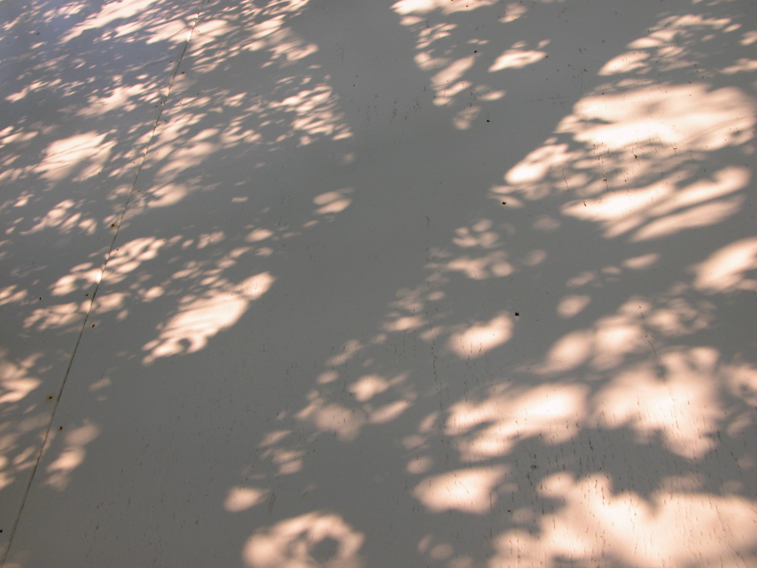 Image*After : photo : shadow tree ground