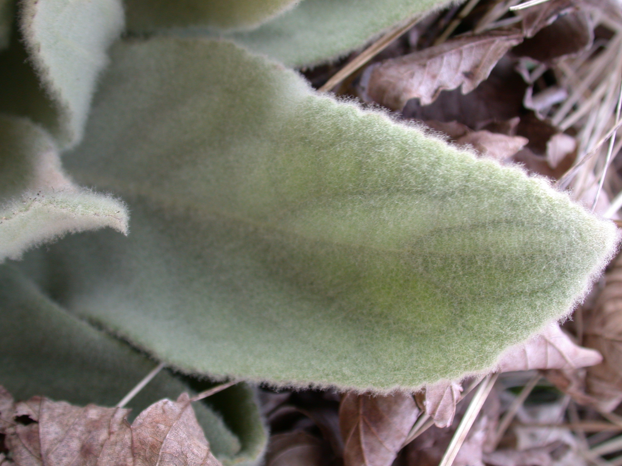 Image*After photos fuzzy leaf green hairy soft