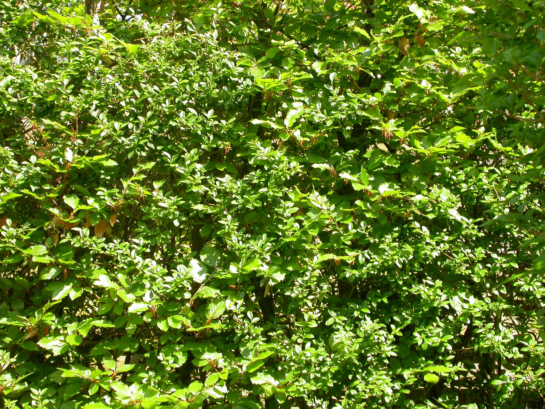 image after photos paul hedge leaves green garden texture image after photos paul hedge leaves green garden texture