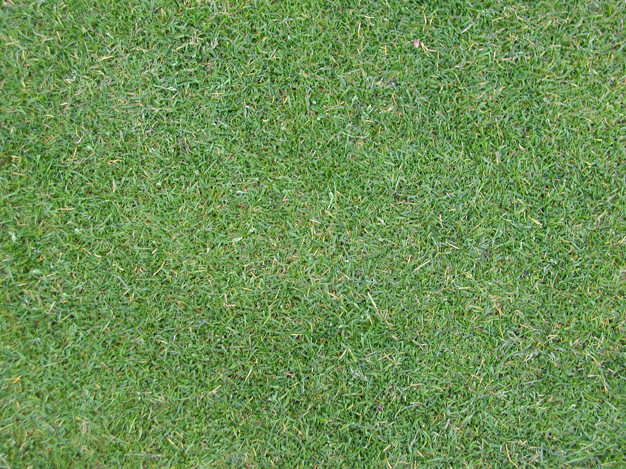 image after textures tabus grass floor ground blades image after textures tabus grass floor ground blades
