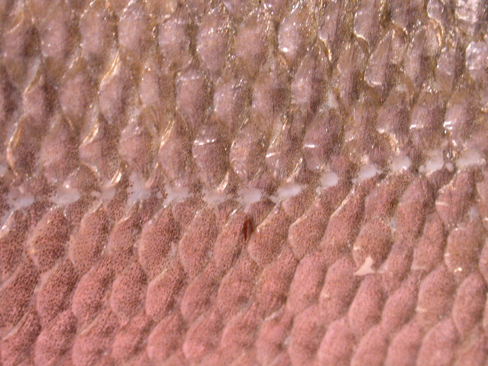 Image*After : photos : fish fishy scale scales salmon pink