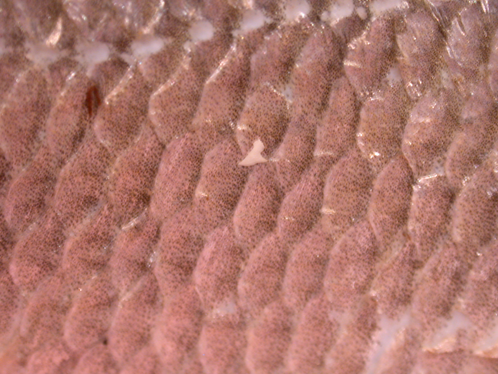 Image*After textures scales fish skin