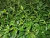 tabus leafs green dense thick