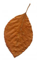 leaf dried brown themabina