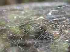 janneke nature web cobweb fibre macro