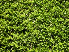 hedge green garden conifer