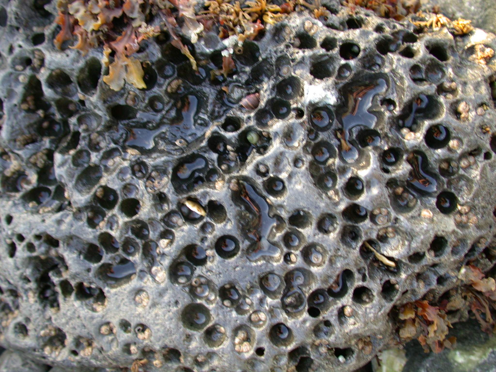 Image*After photos rock sponge spongey hole holes water black pools