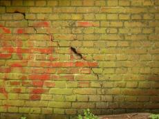 green moss wall cracked bricks schoorl klimweg