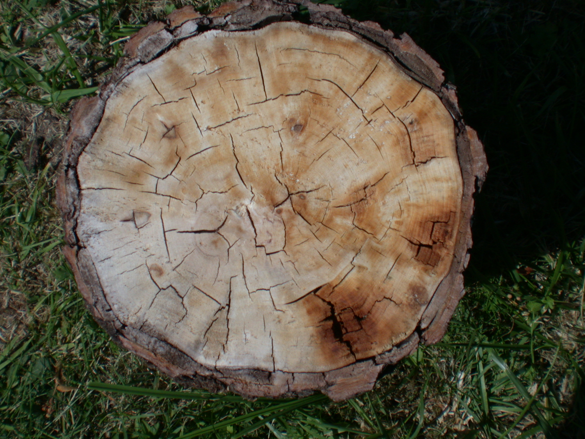 Image*After textures tree bark cutthrough cutthru cutthrough cut