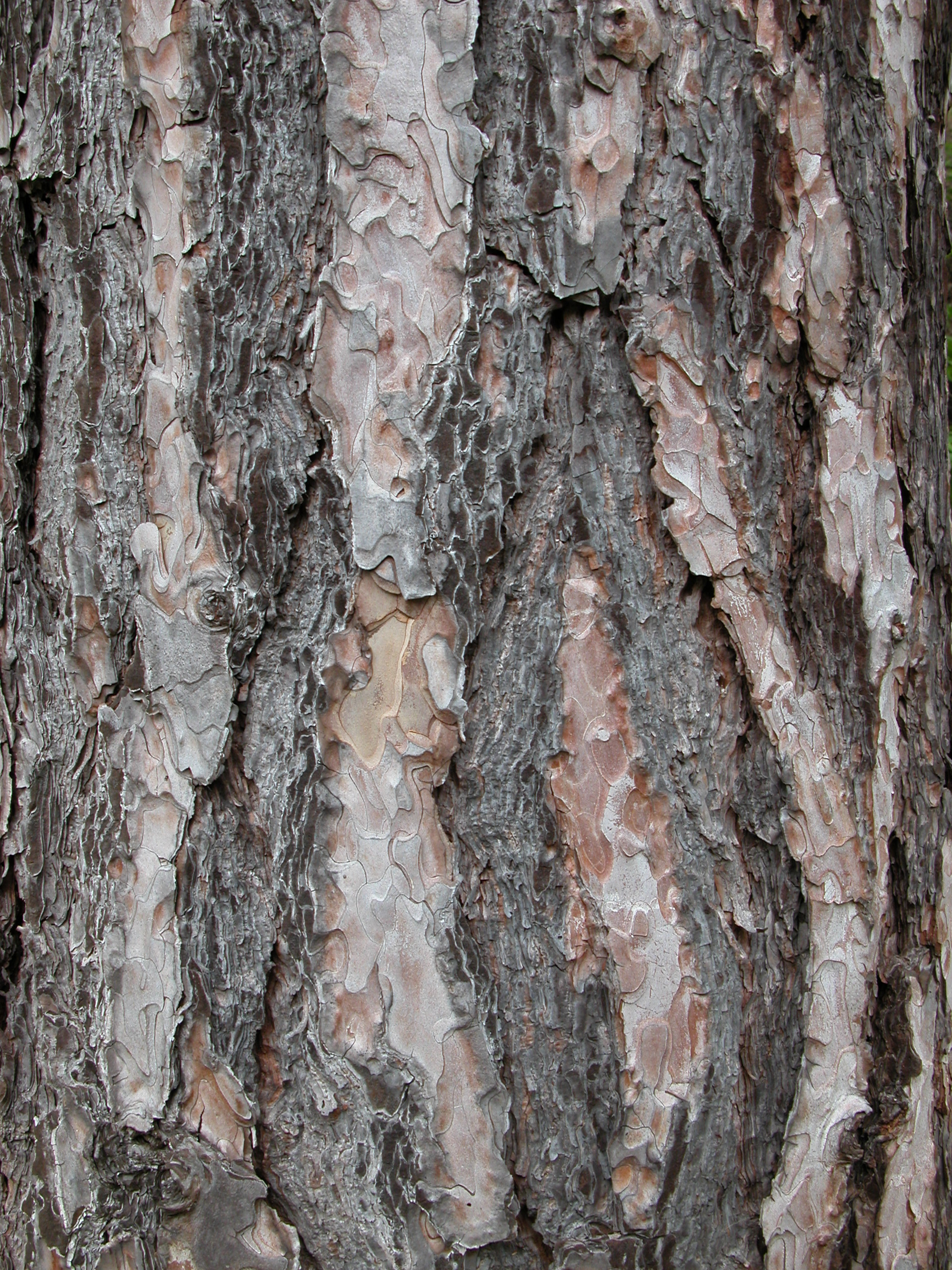 texture woods