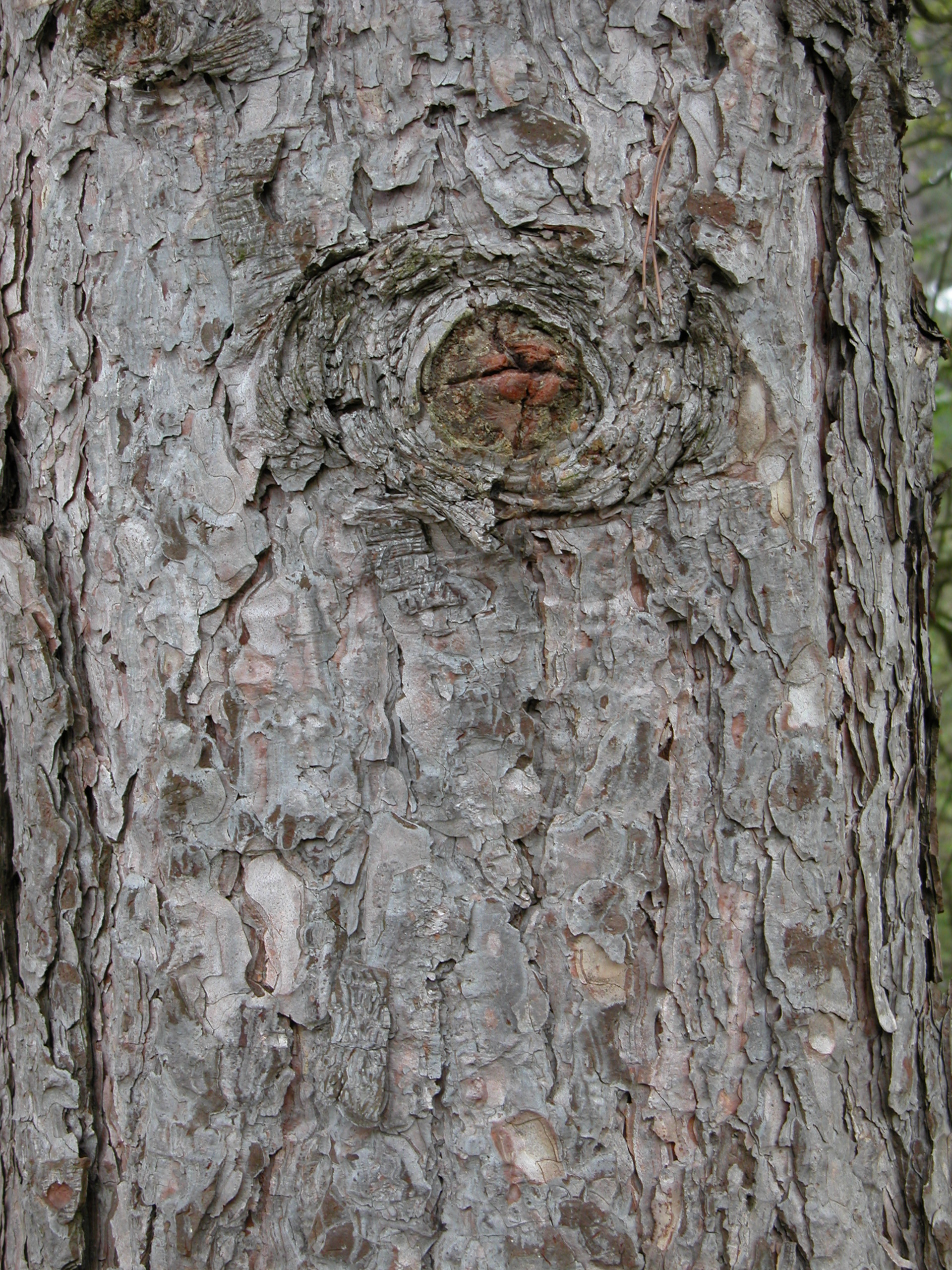 Image*After textures wood woods pine bark coarse knot