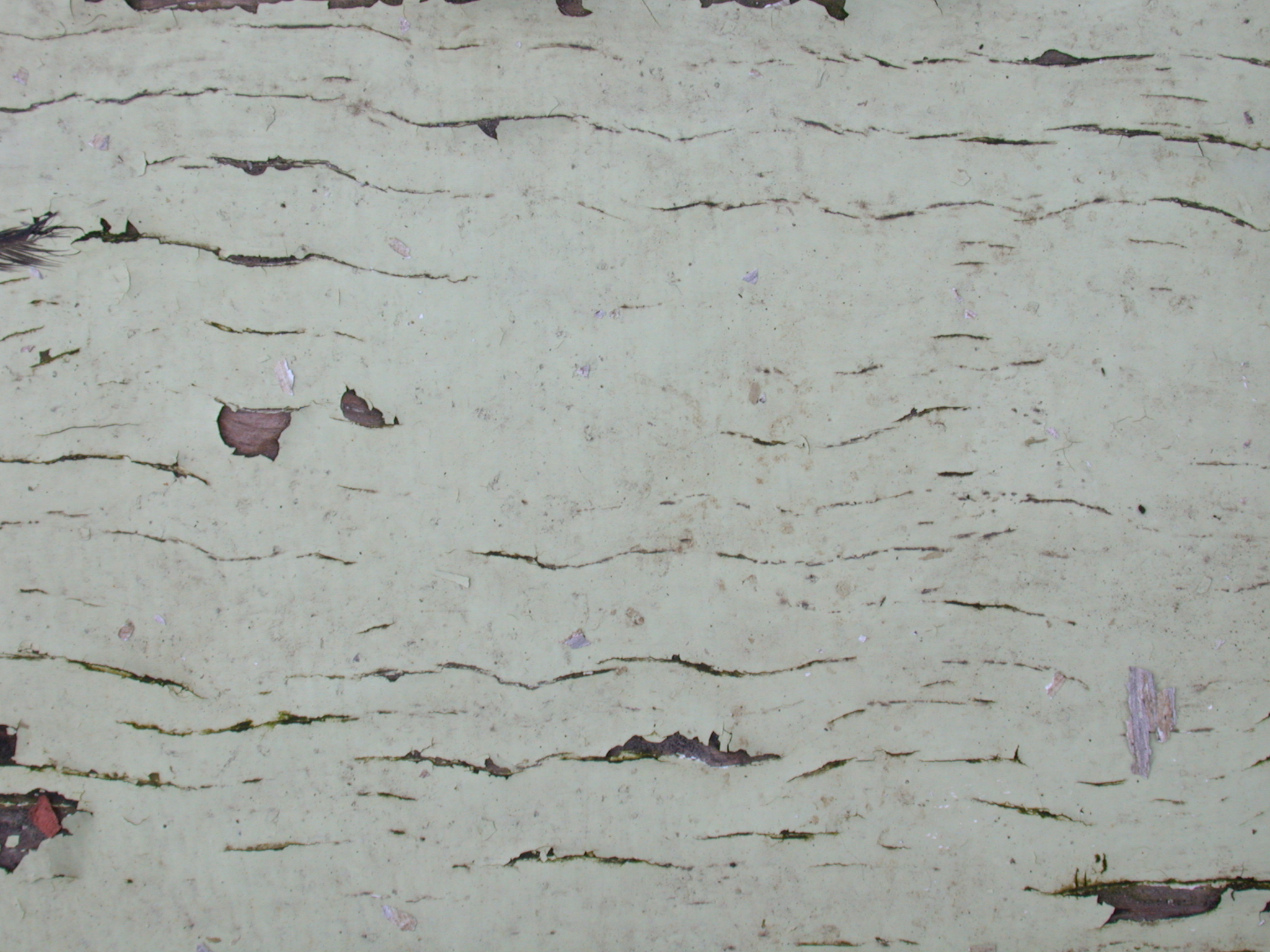 Image*After photos woods texture painted white