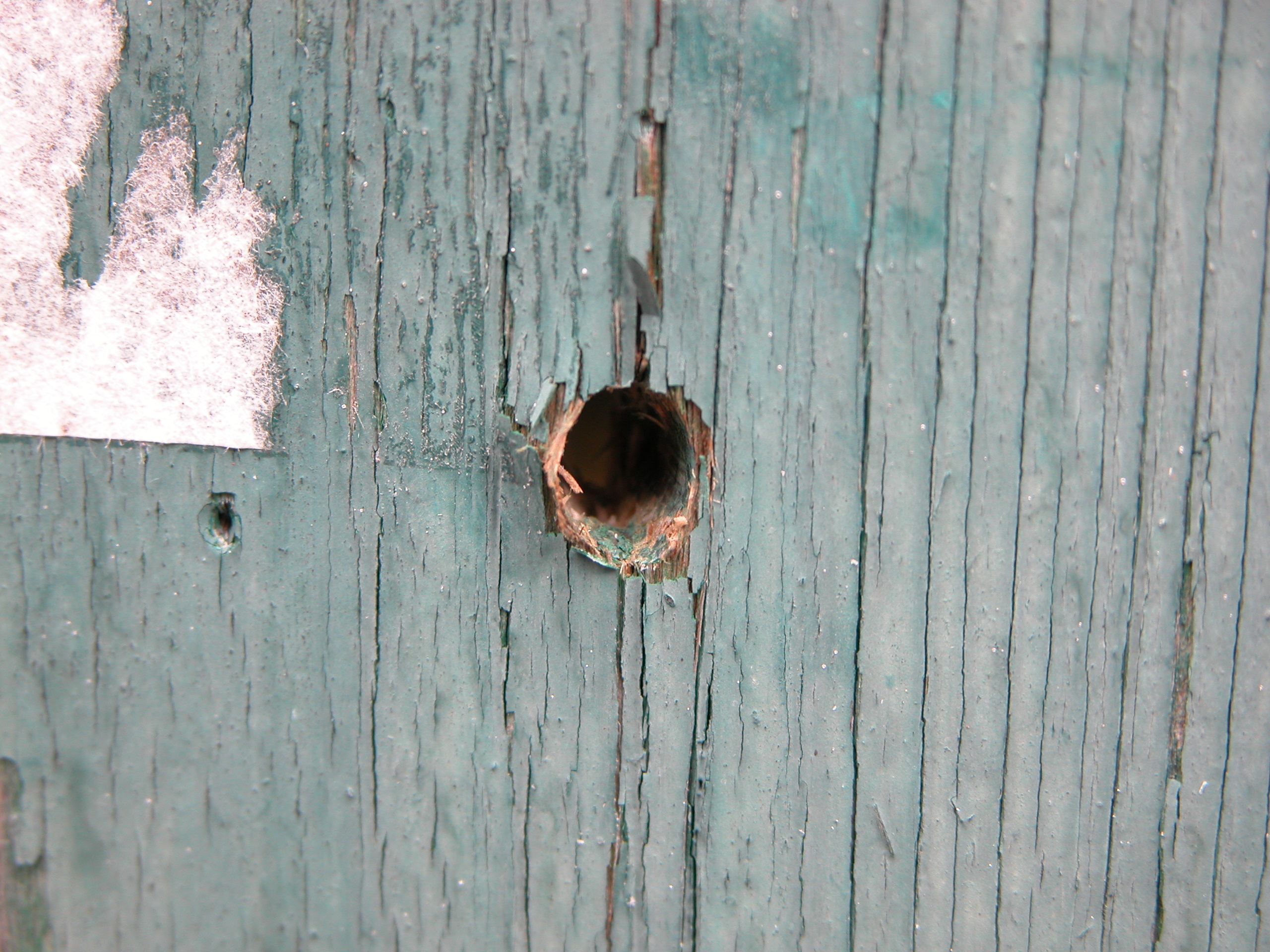 image-after-photos-wood-woods-hole-bolthole