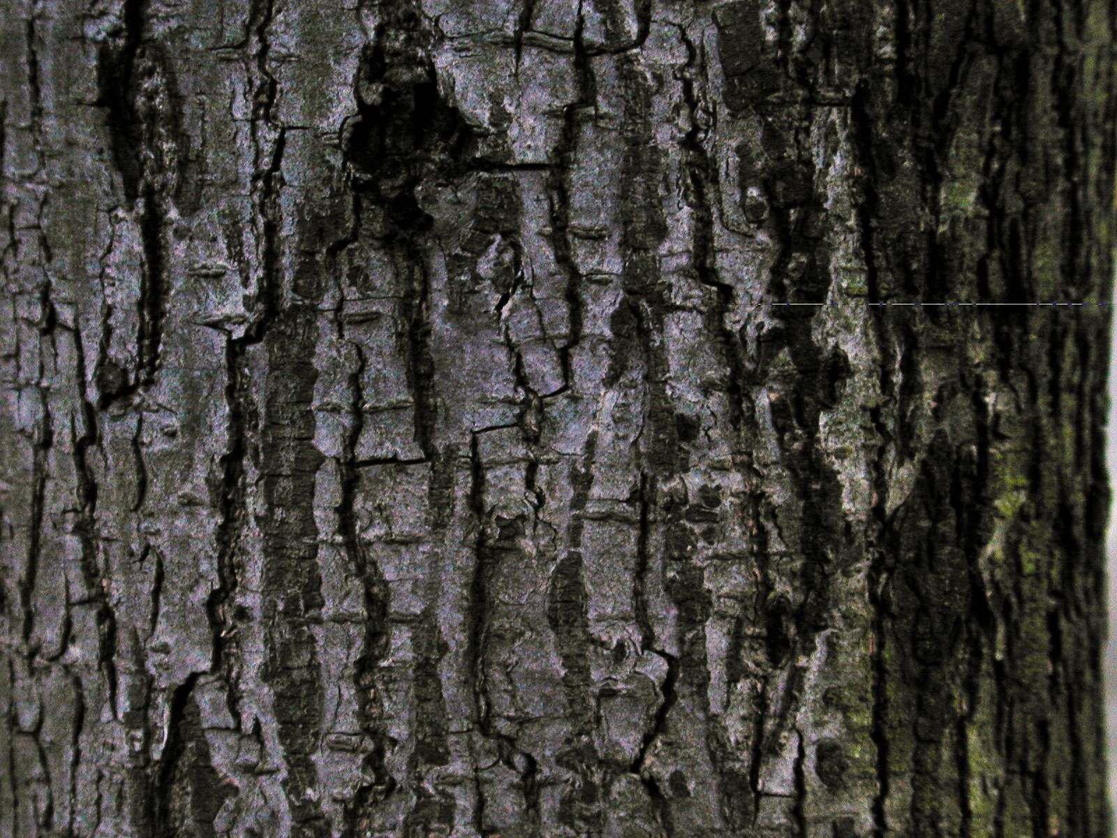 Image After Texture Bark Dark Wood Tree Texture Ash tree image-after-texture-bark-dark-wood-tree-texture-ash-tree