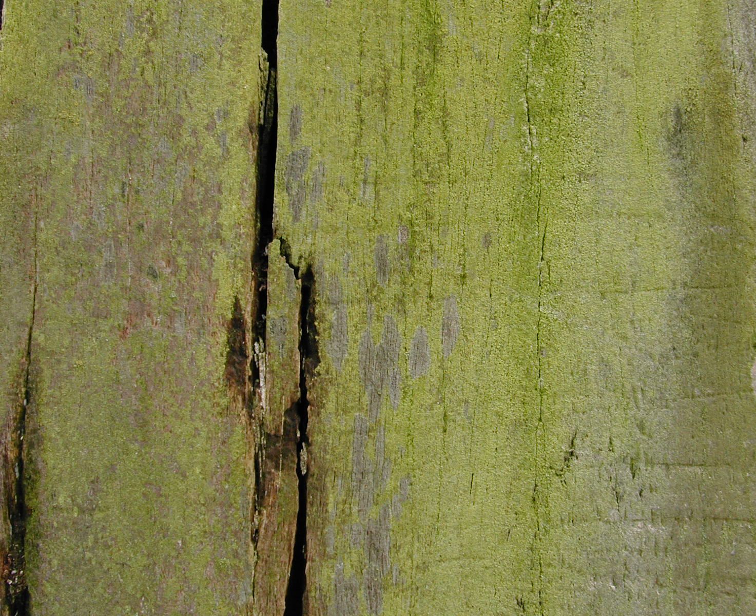 Green Wood Texture