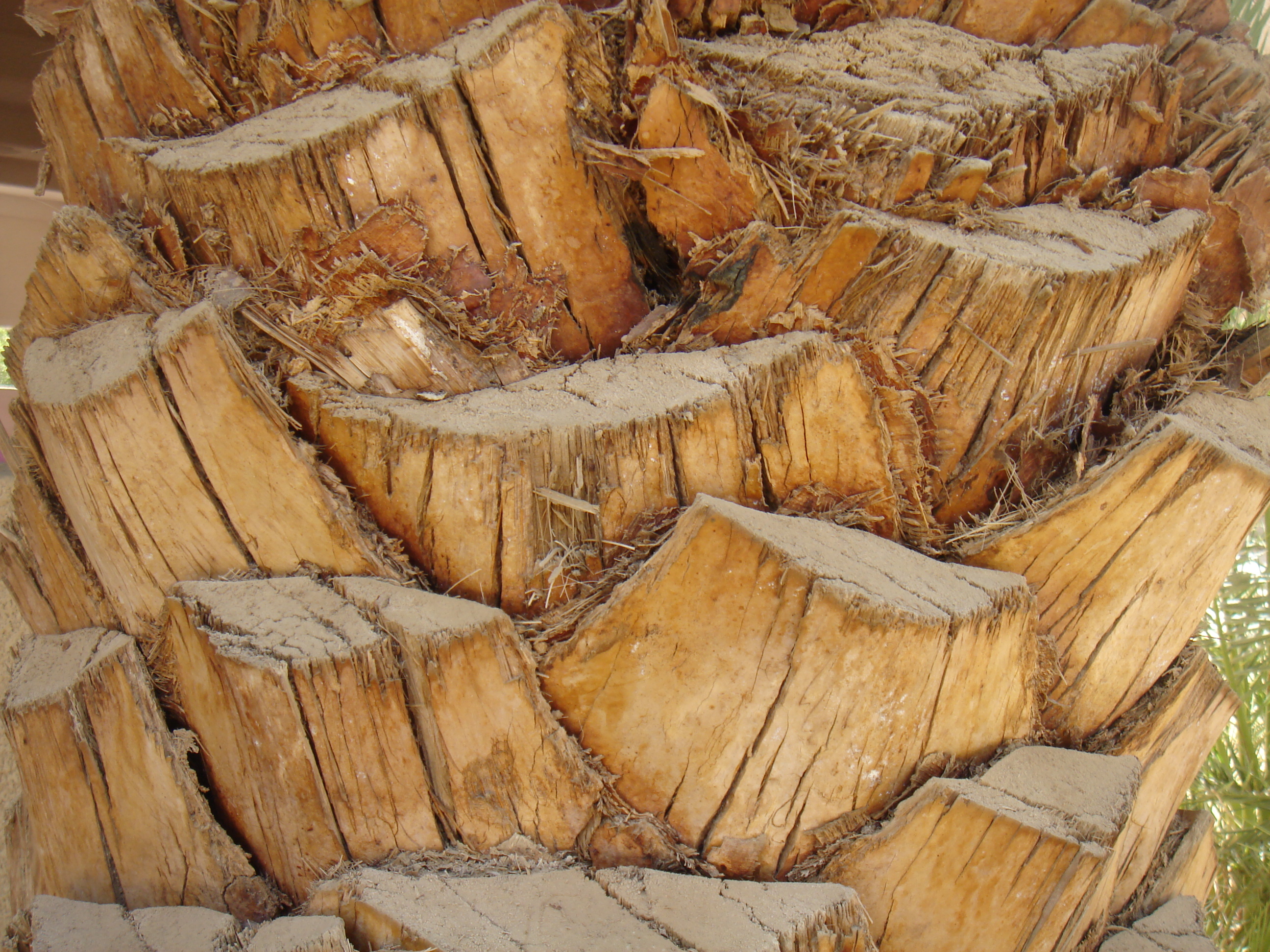 Image*After textures roubydo palm tree bark wood