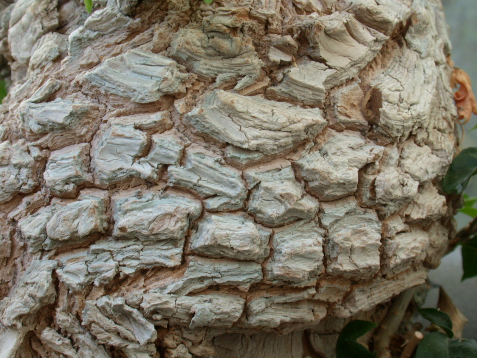 Image*After photos bark tree cracks palm tree brown