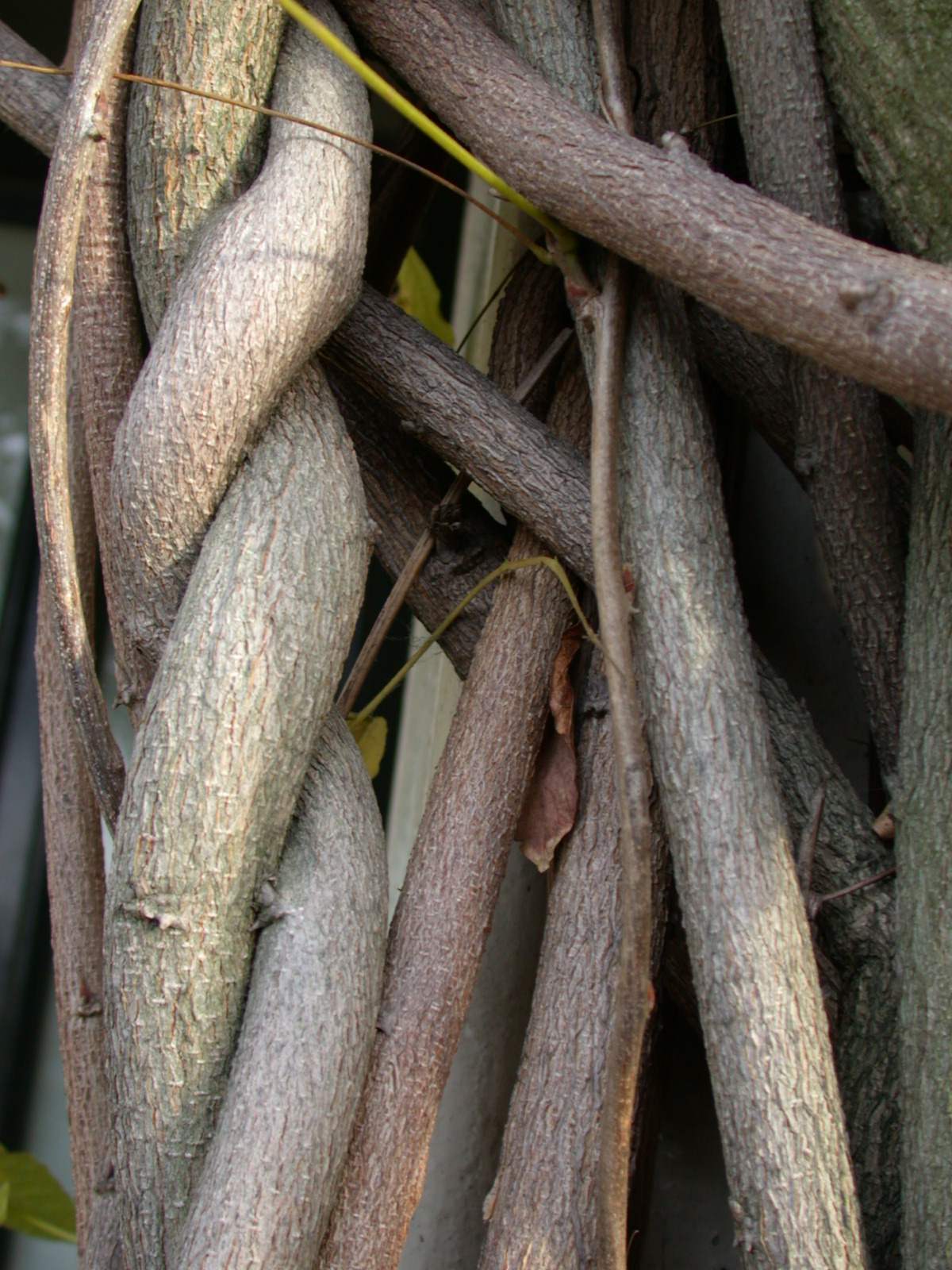 Image*After textures wood tree plant vines entwined
