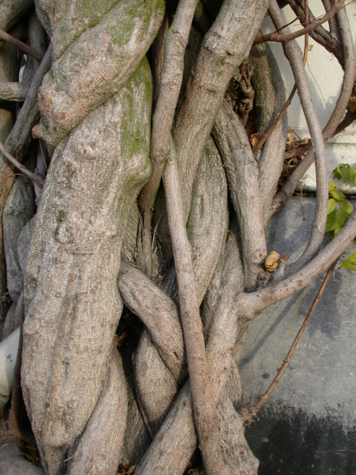 Image*After textures tree vines bark entwined