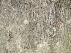 tabus bark wood tree 