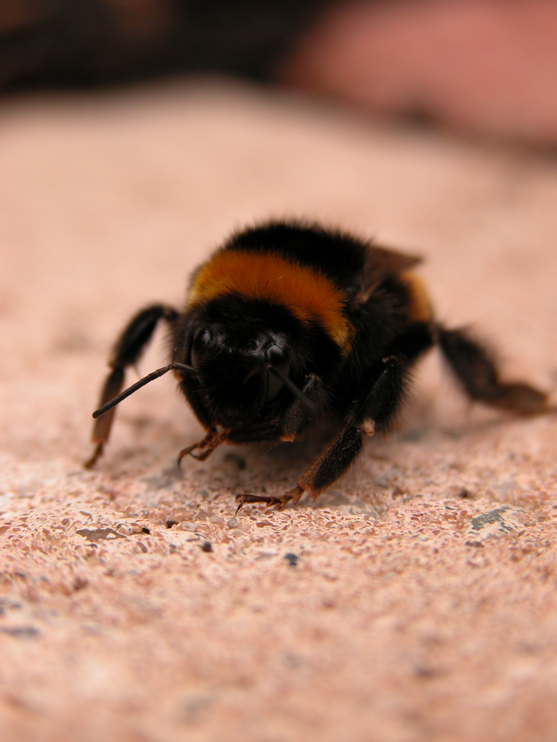 bumble bee on ground fur hairy soft searching for his contacts