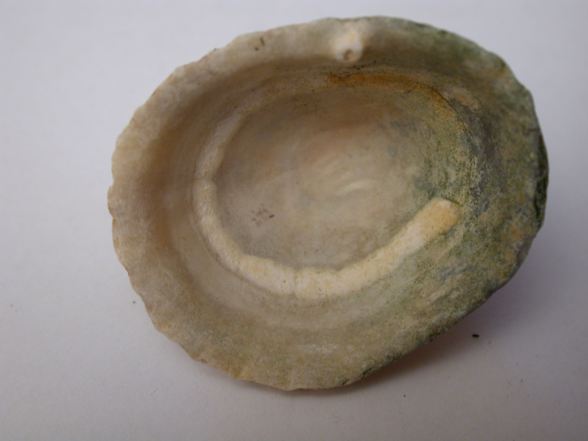 nature animals sea shell interior inside oister top texture