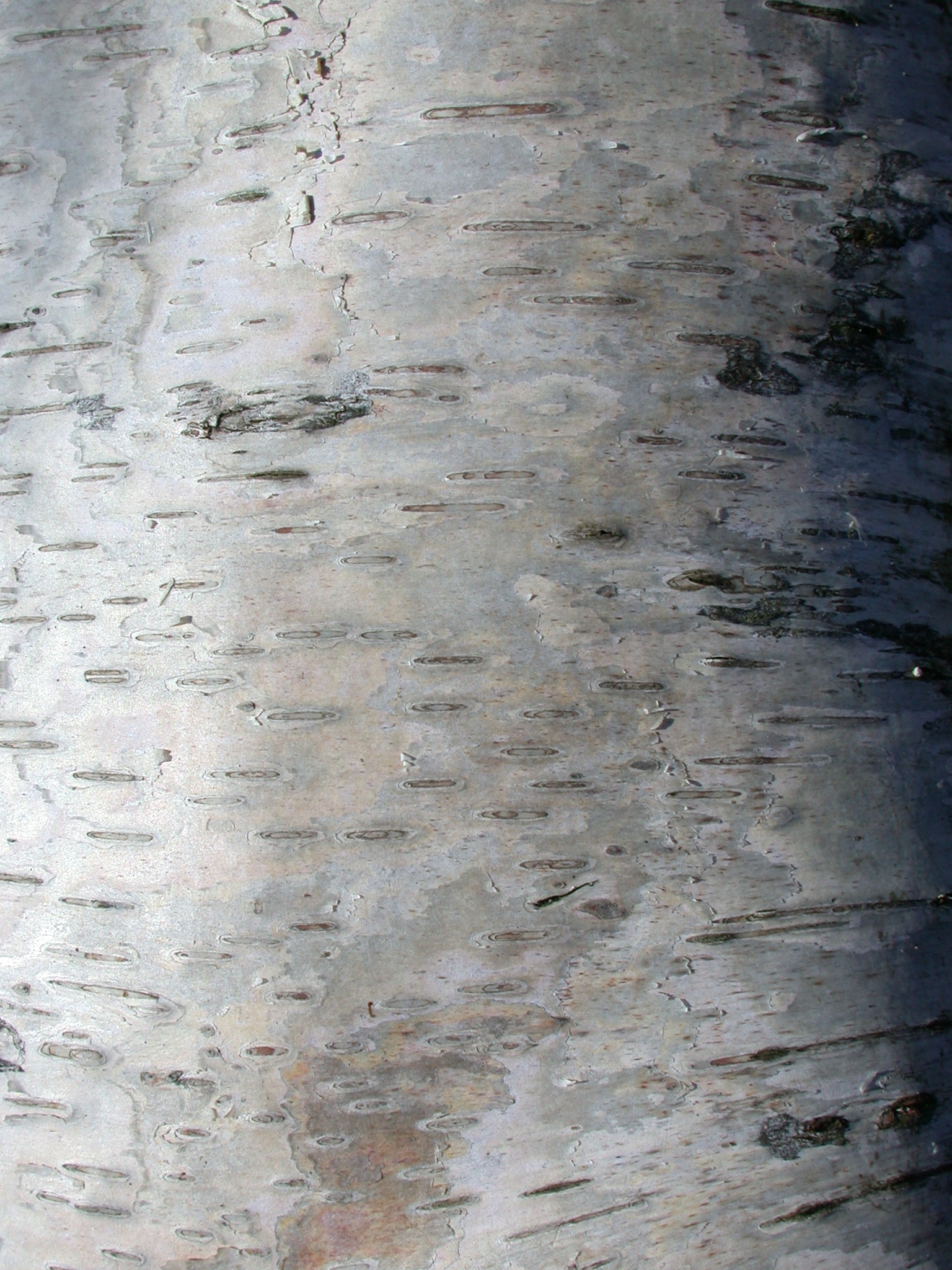 bark textures birch white woods wood texture