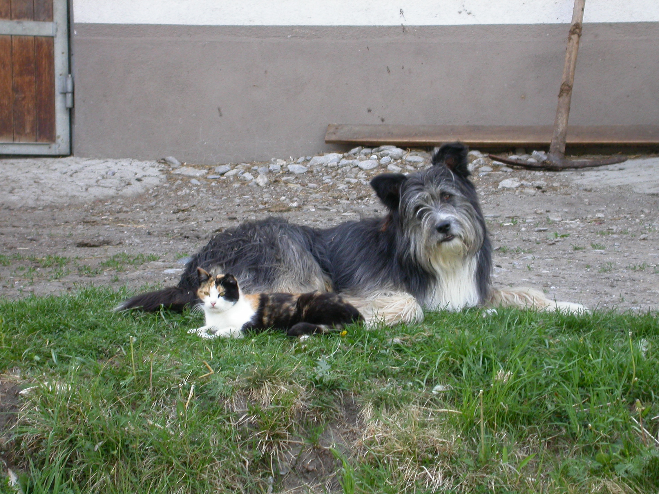 paul dog and cat a fur hair hairs grey feline canine farm animals