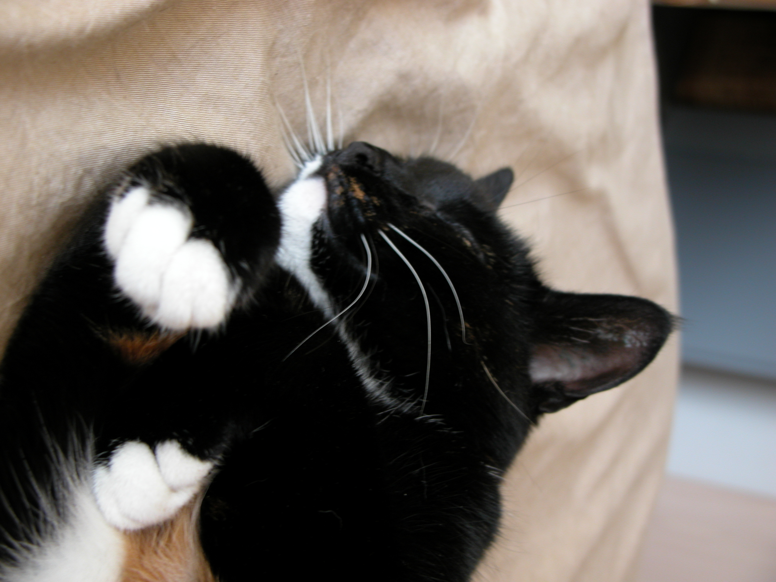 cat sleep sleeping dreaming kitten cute paws black and white
