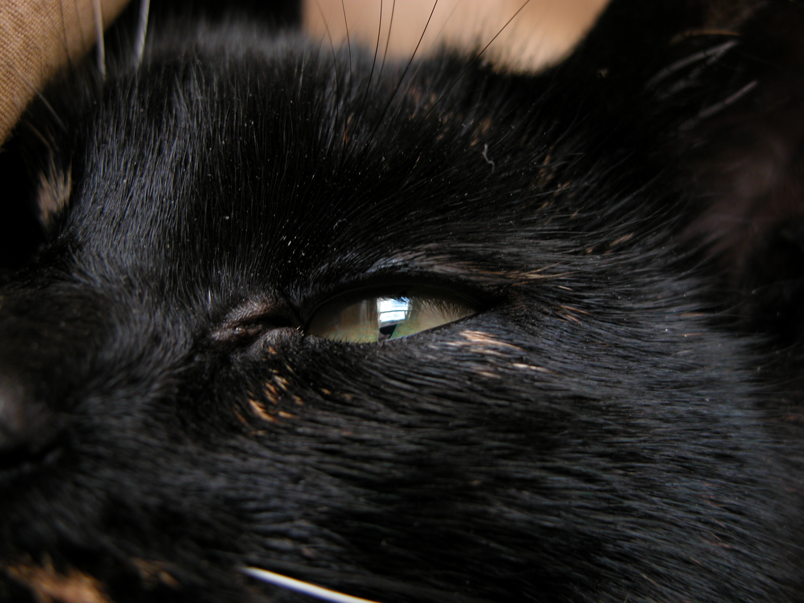 cat black and white cute head eye eyes closed green hair hairs fur