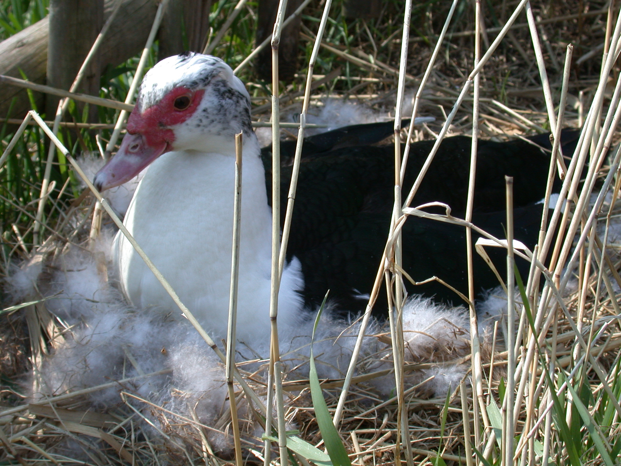 bird red duck bill black and white nest nesting down fluffy fluff feather feathers
