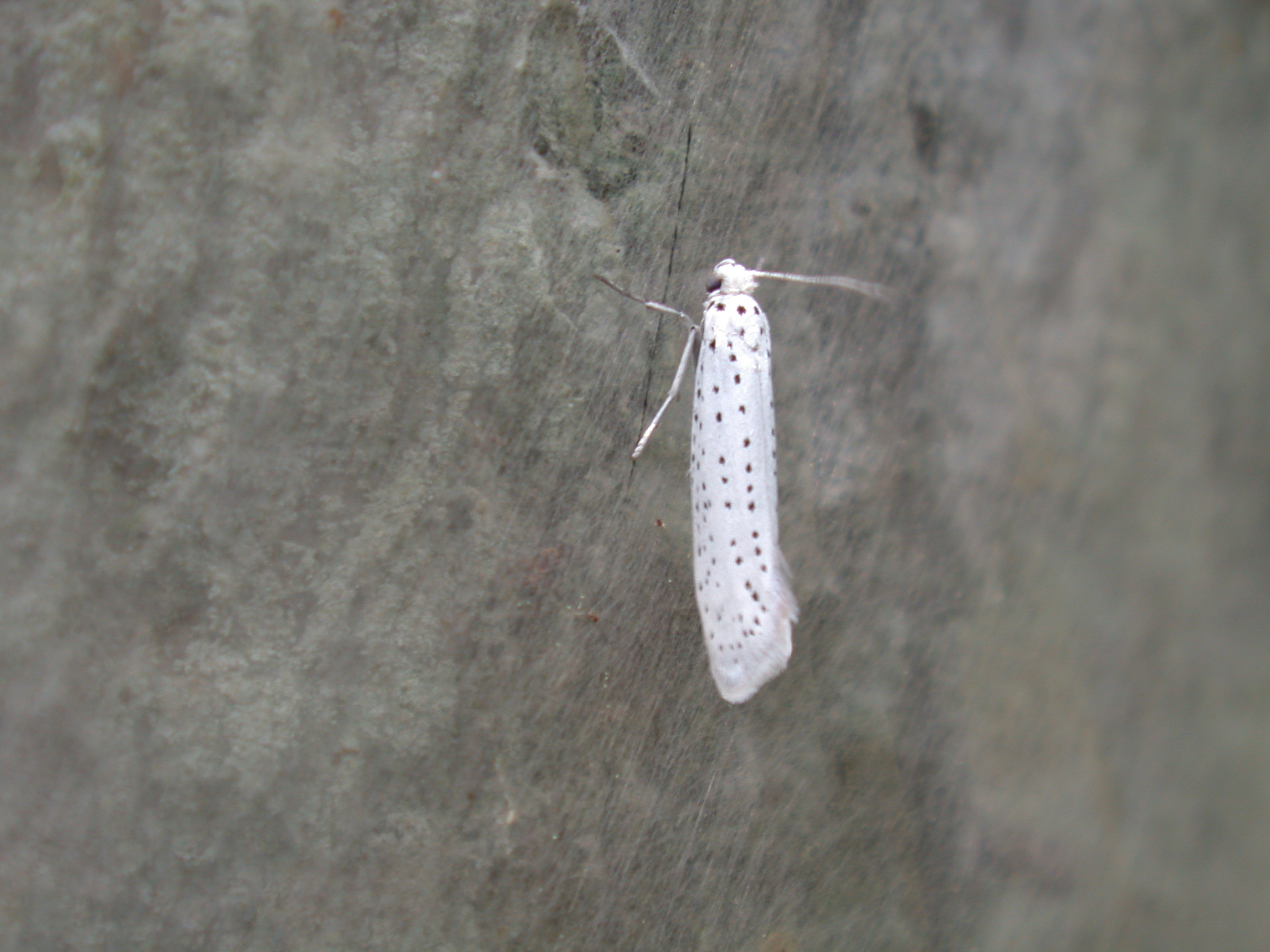 insect moth white spotted spots hairy