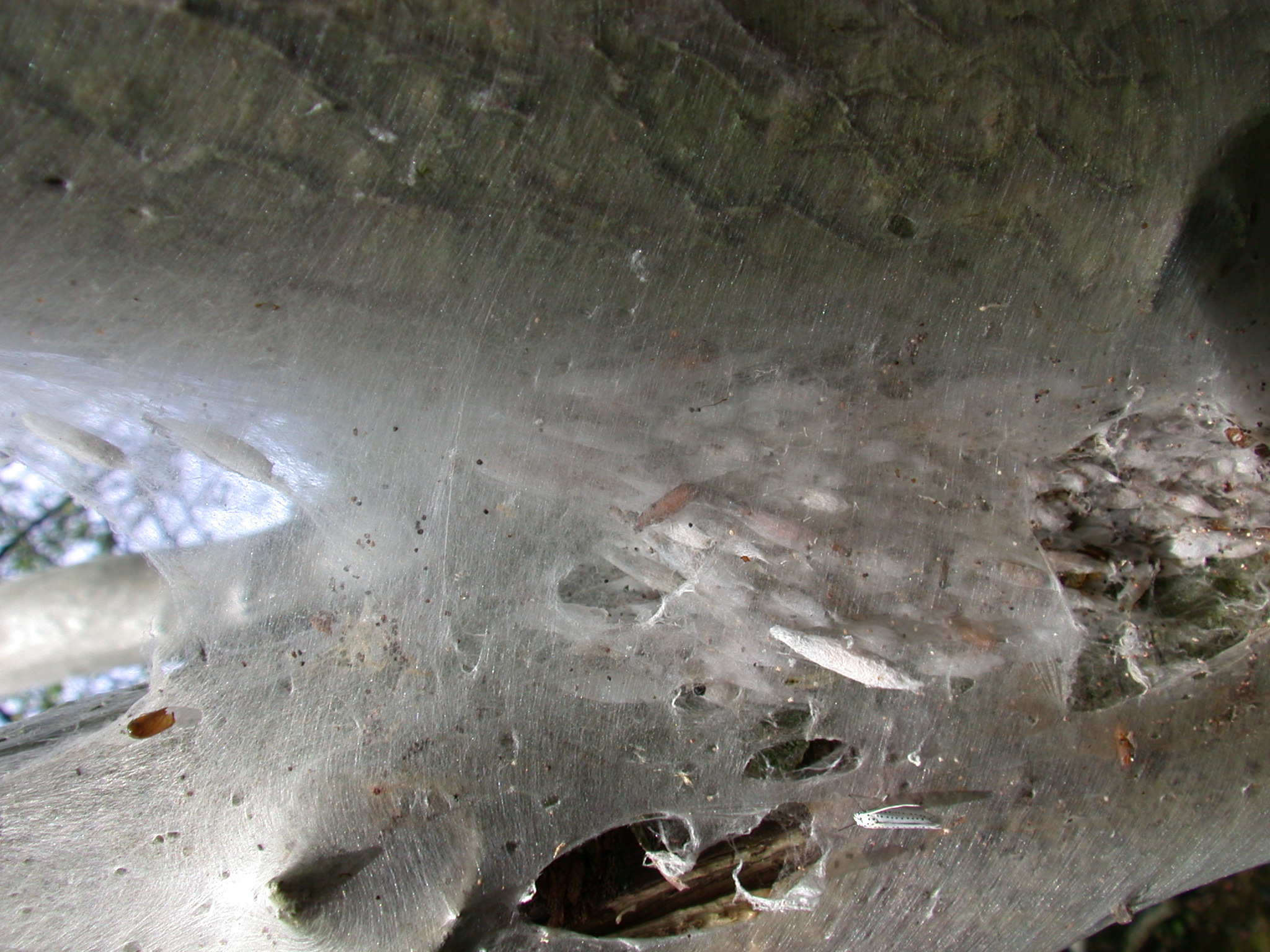 moth web silk cocoon white