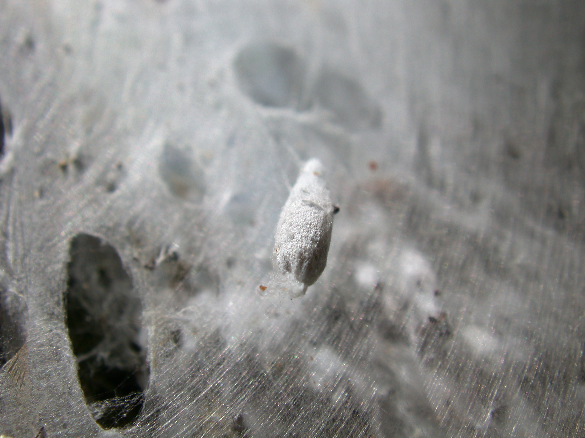cocoon web spiderweb webbing threads silk silky prey cuaght trapped grey sticvy alien