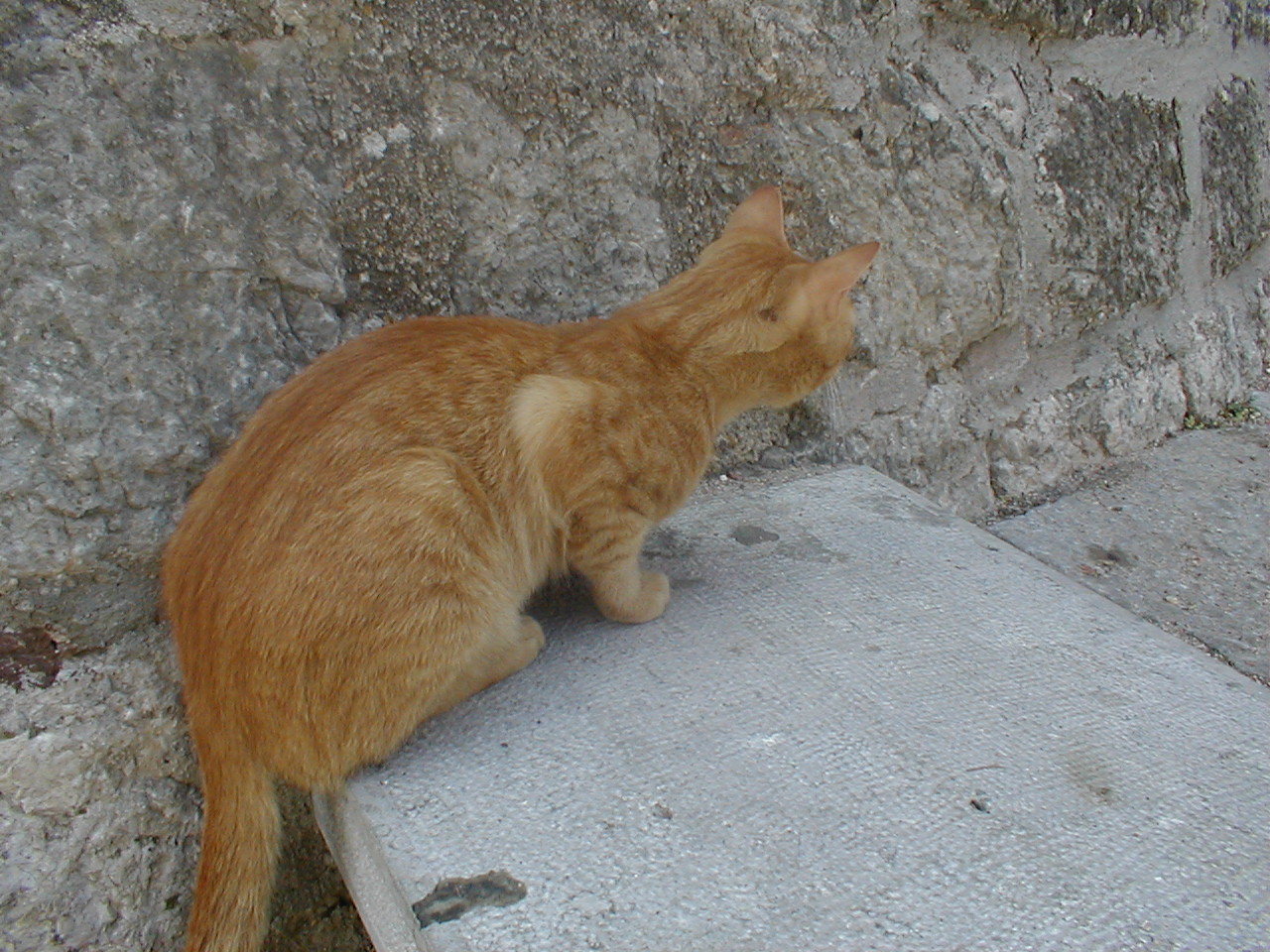 red cat on a wall sneaking fluffy pet dario