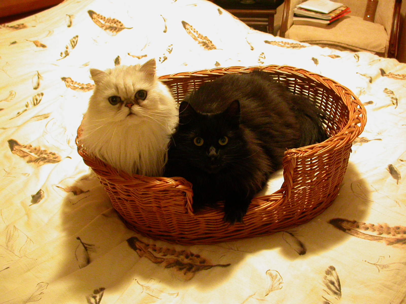 eva 2 two cats in a basket white black fluffy images