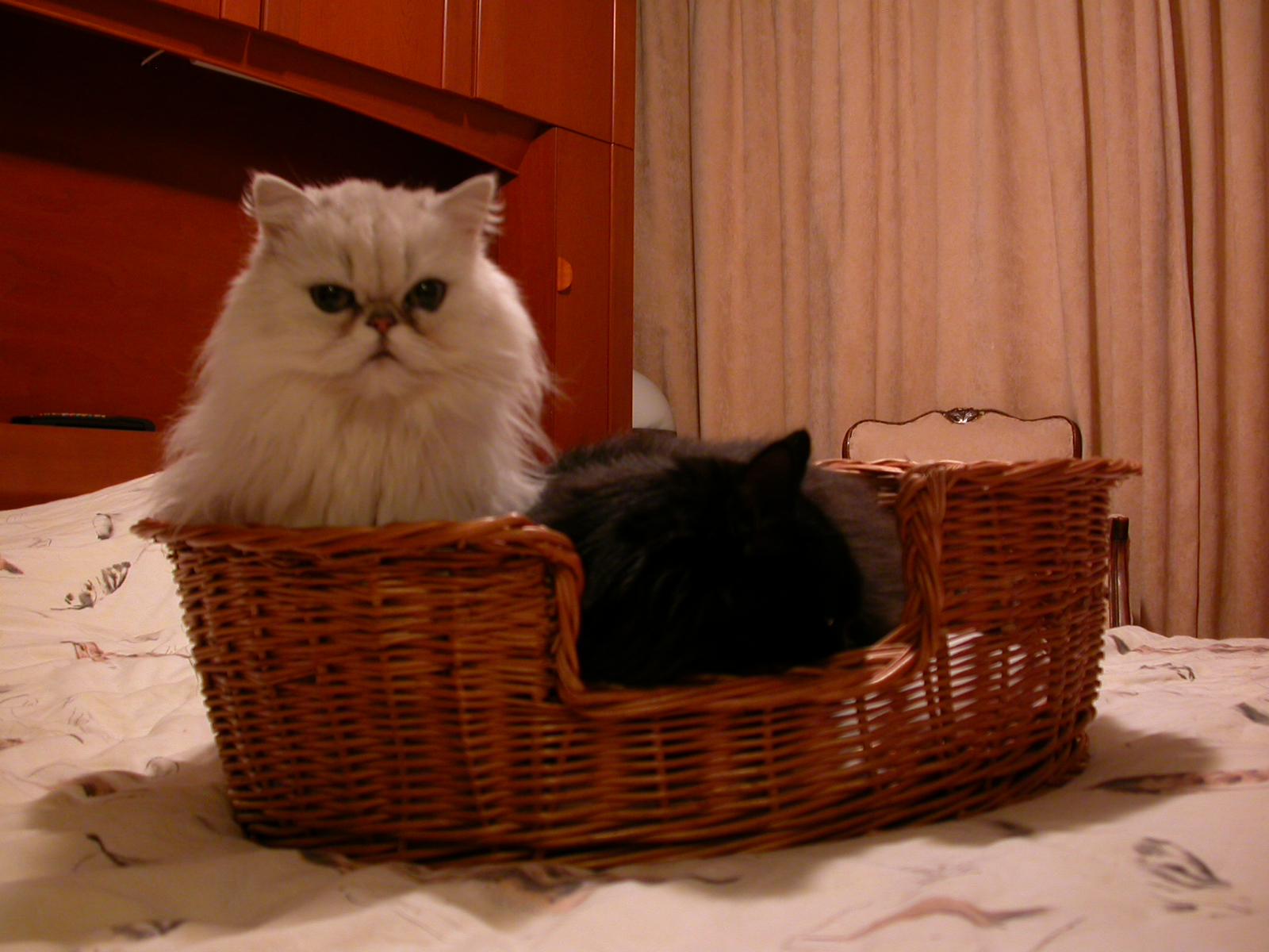 eva cats in a basket fur long hair hairy pets