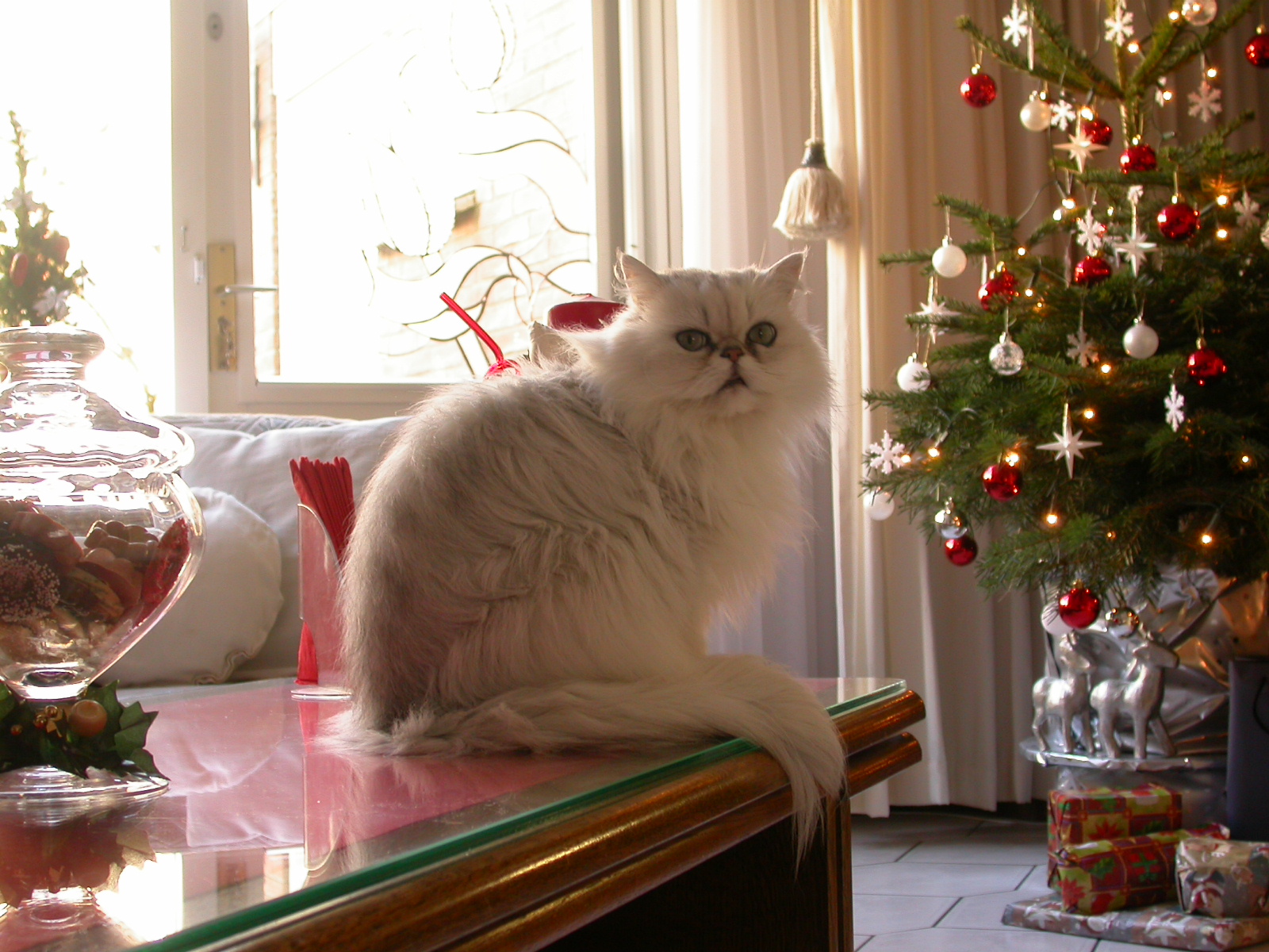 eva long haired cat sitting next to Christmas tree pet
