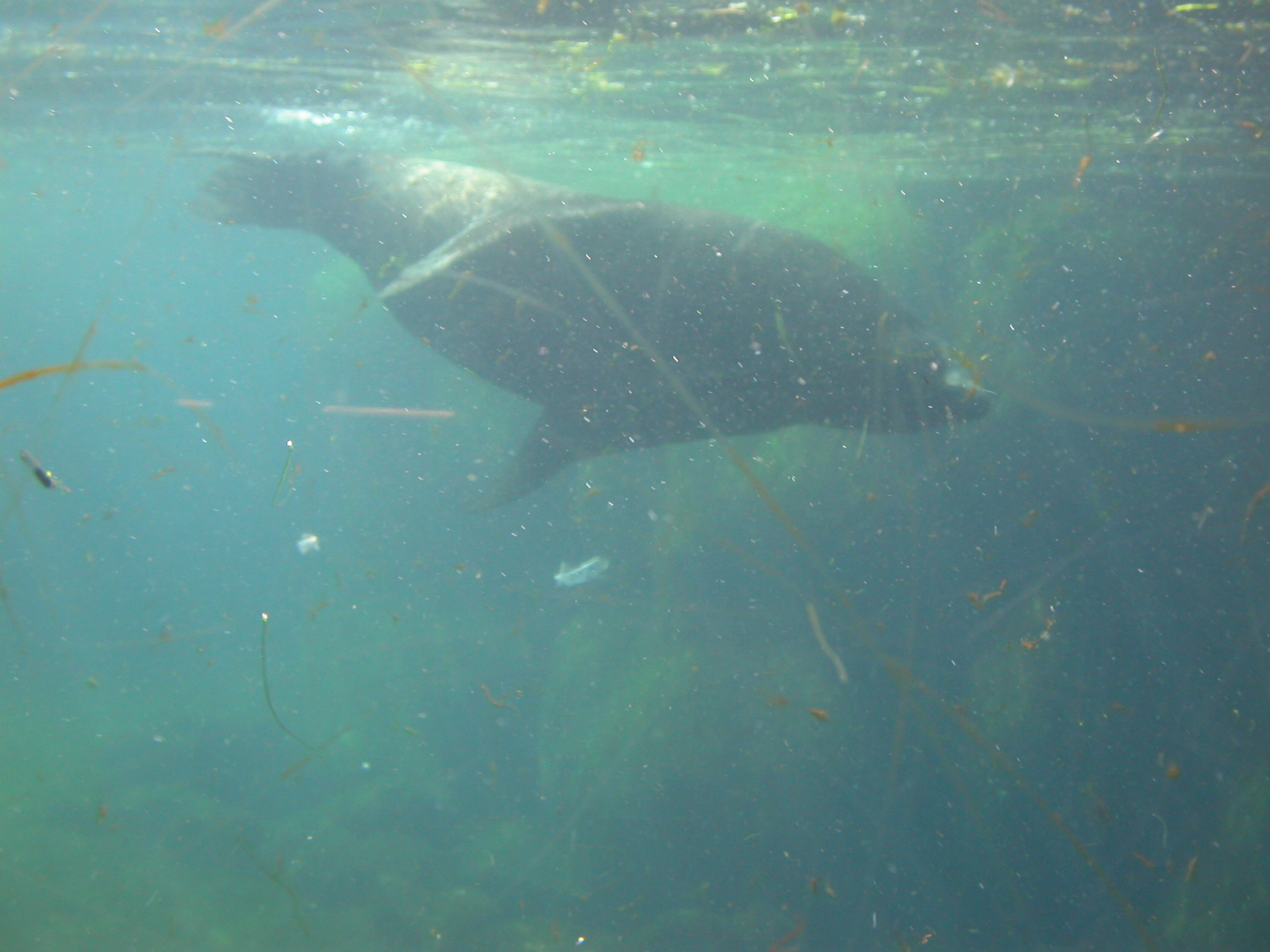 eva manatee large animal swimming water heavy green seal