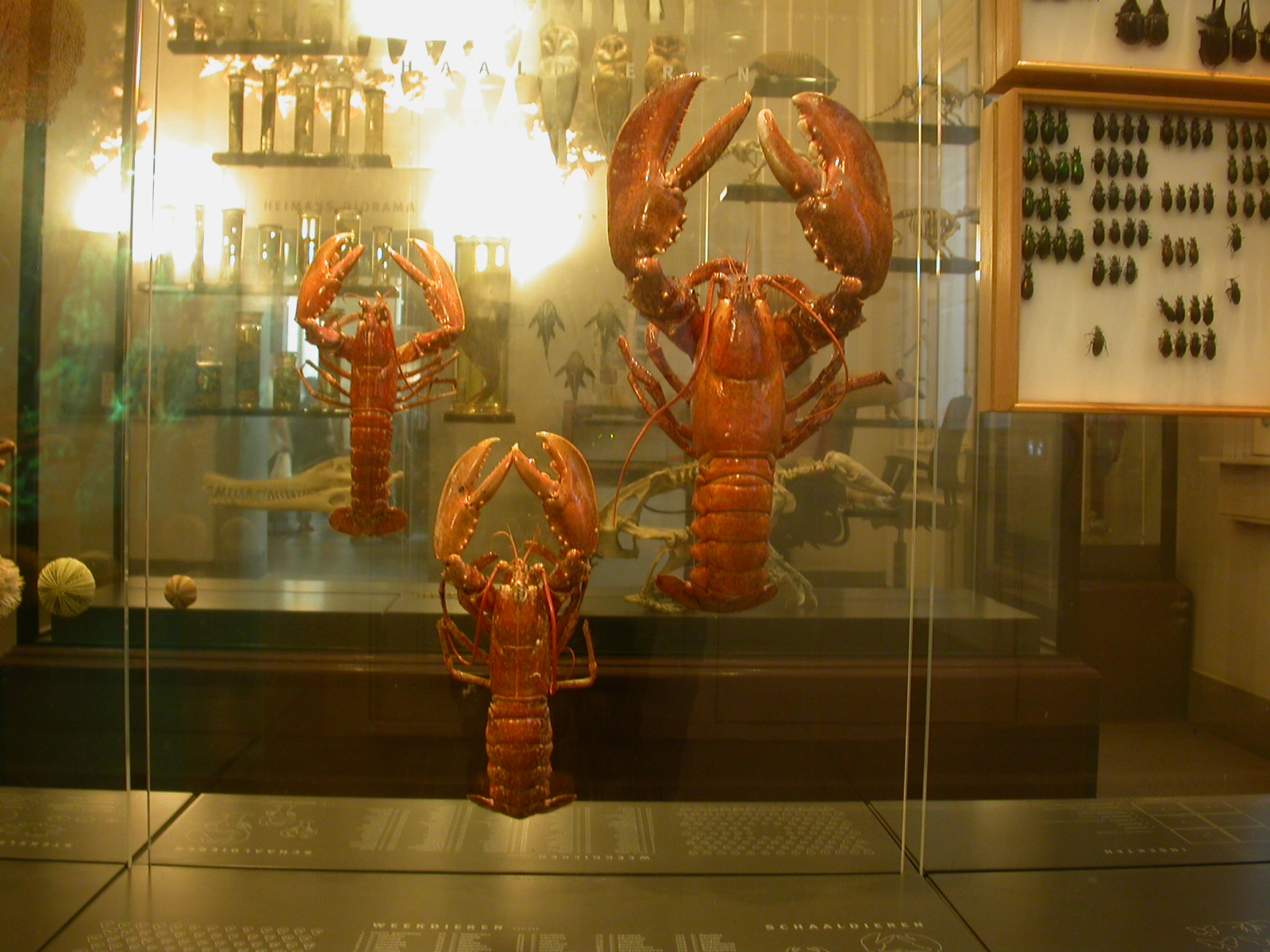 eva lobster museum exhibition red