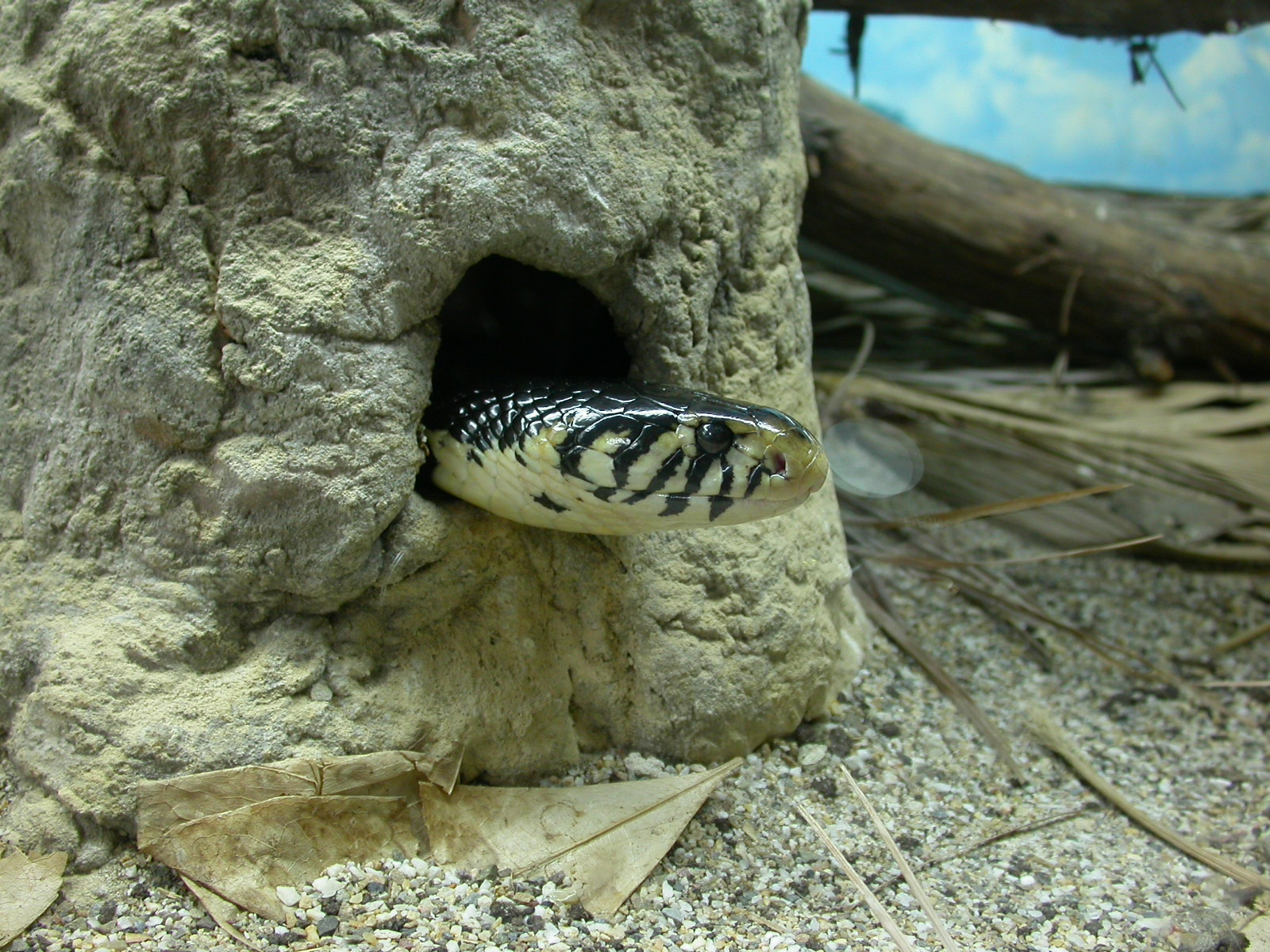 eva snake in a tree hole reptile