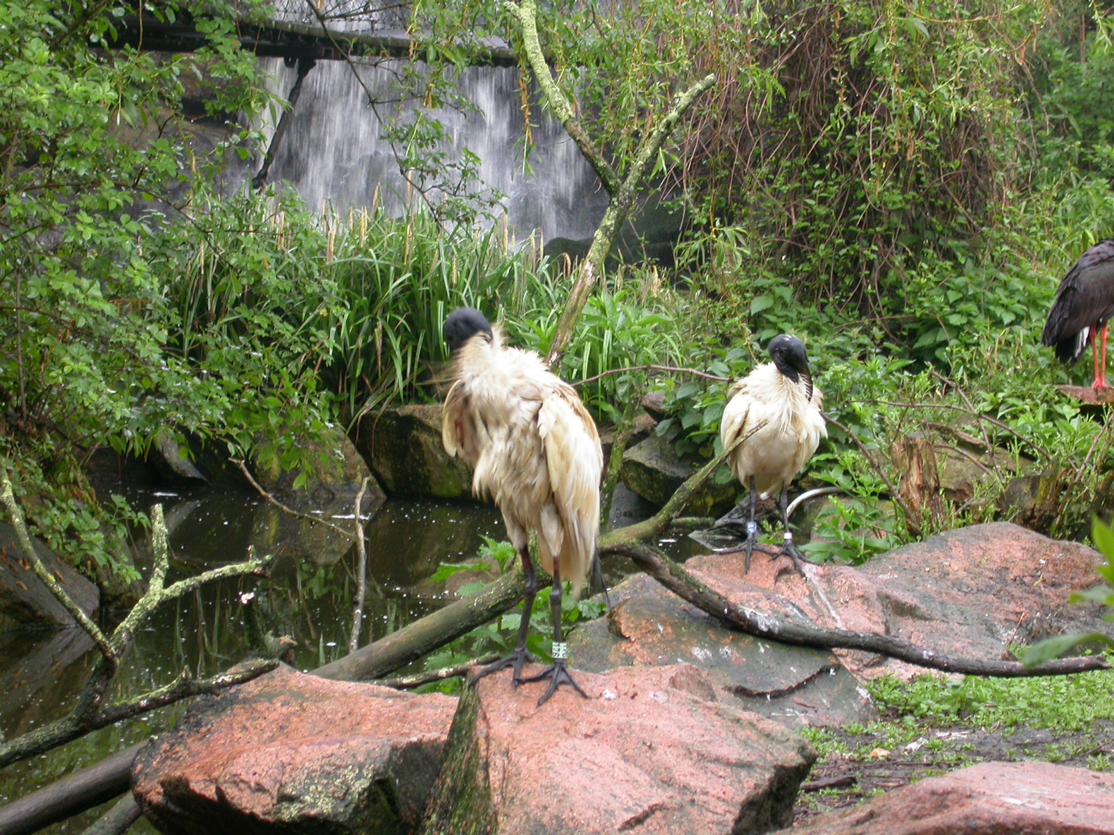 eva tropical bird birds in zoo crane birds