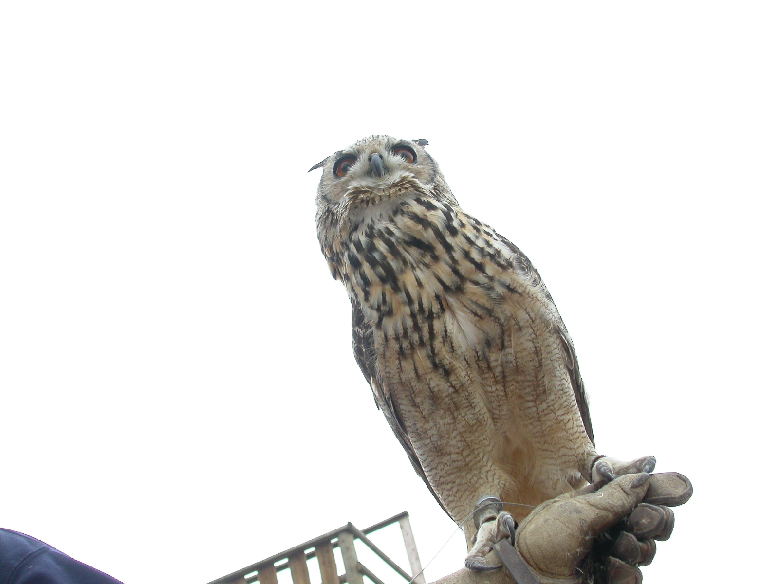 eva owl bird nocturnal feathers bird of prey