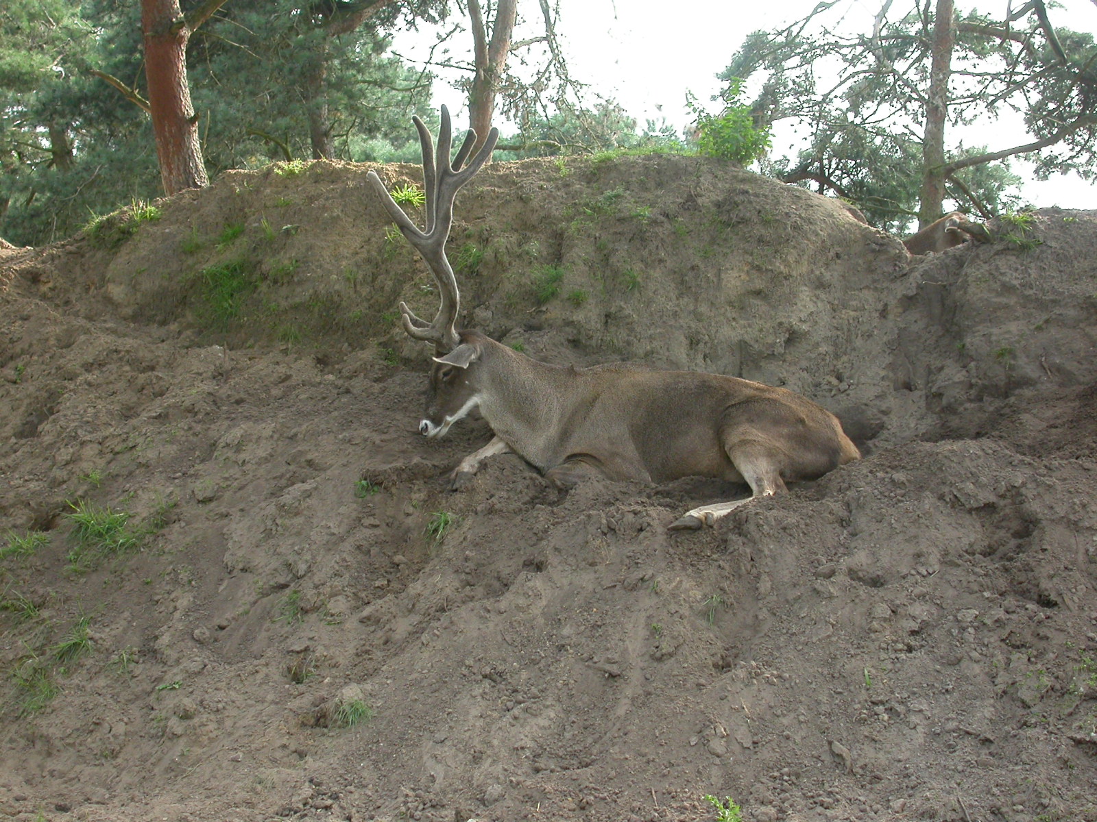 eva deer on a hill forest