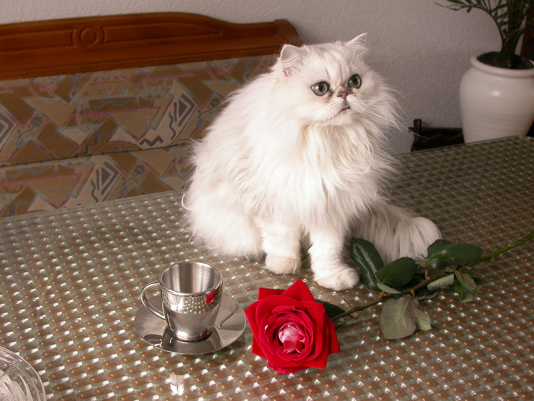 eva pet soft fluffy flower rose cat