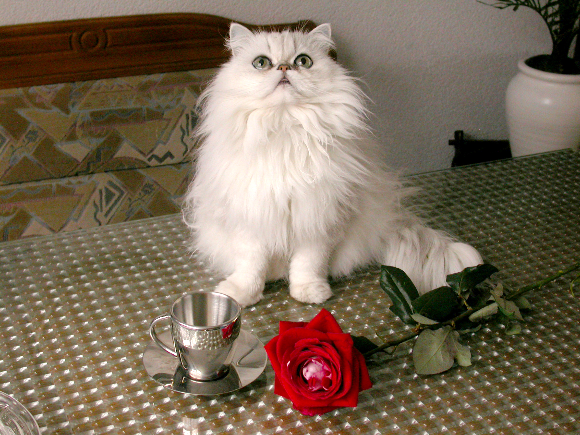 eva cat and flower white fur fluffy soft pet royalty free