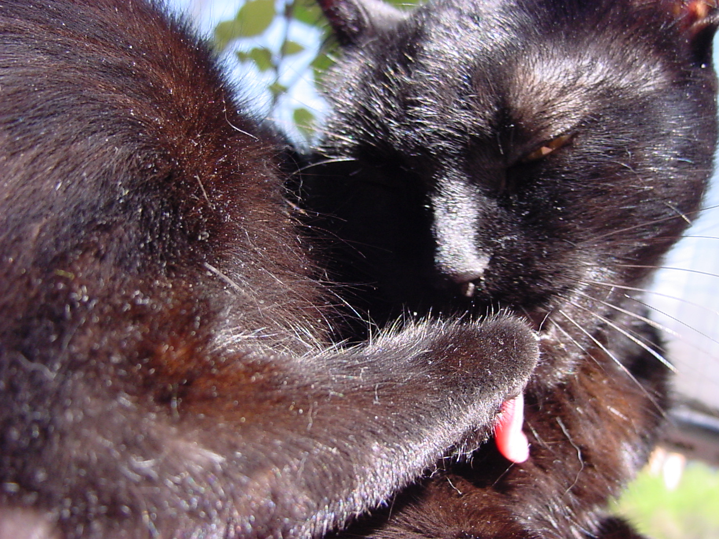 insektokutor cat up close fur pet soft black