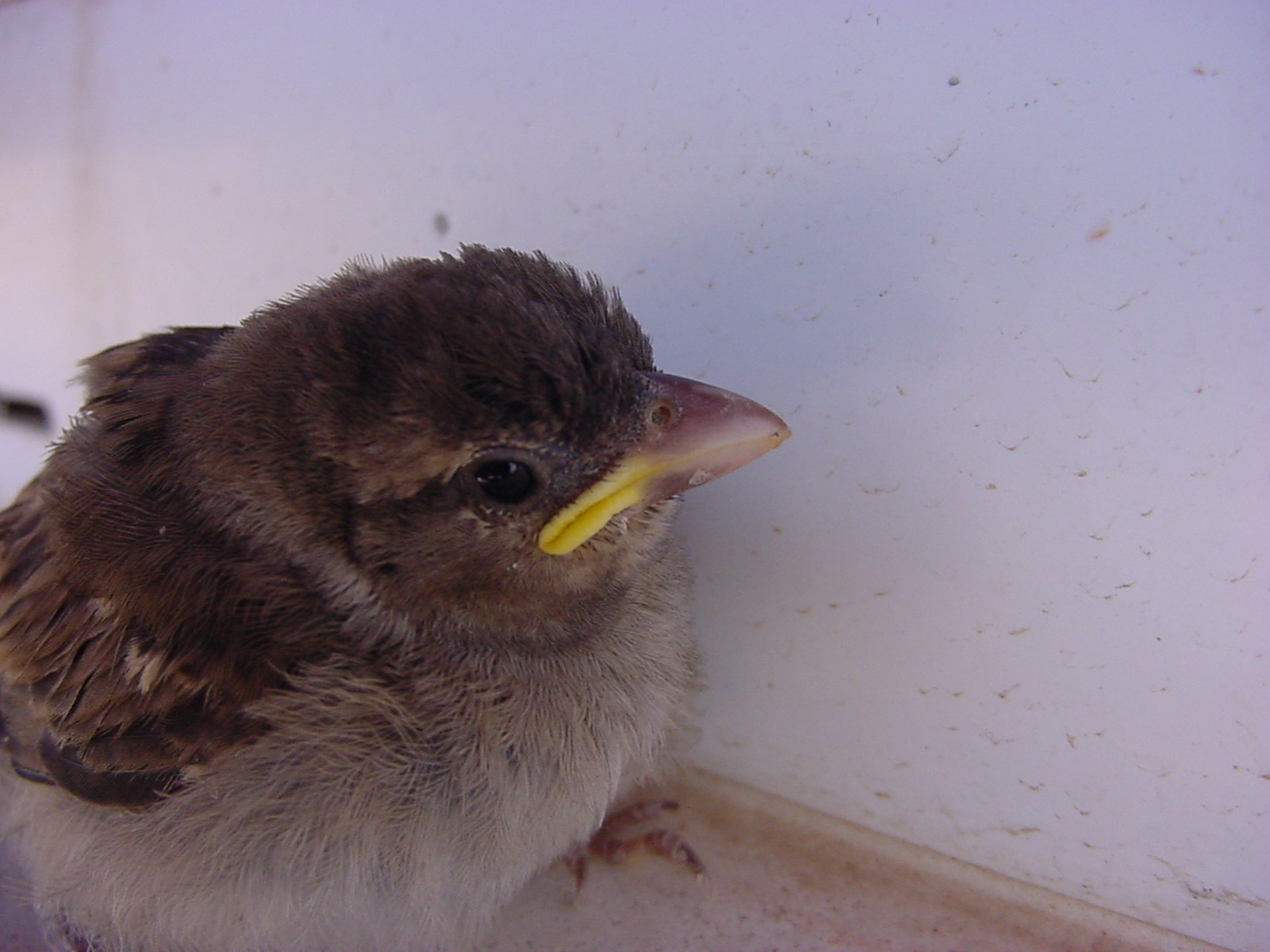 insektokutor baby bird chick feathers beak small young